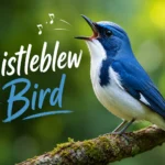 whistleblew bird
